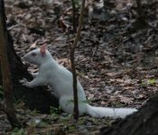 2016 06 11 WildLife MPLS 091